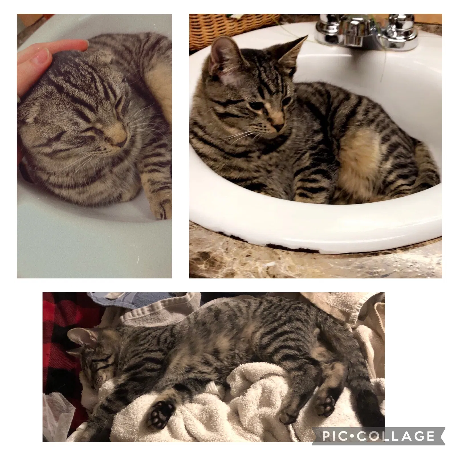 Lost cat in Missoula, MT, 59802
