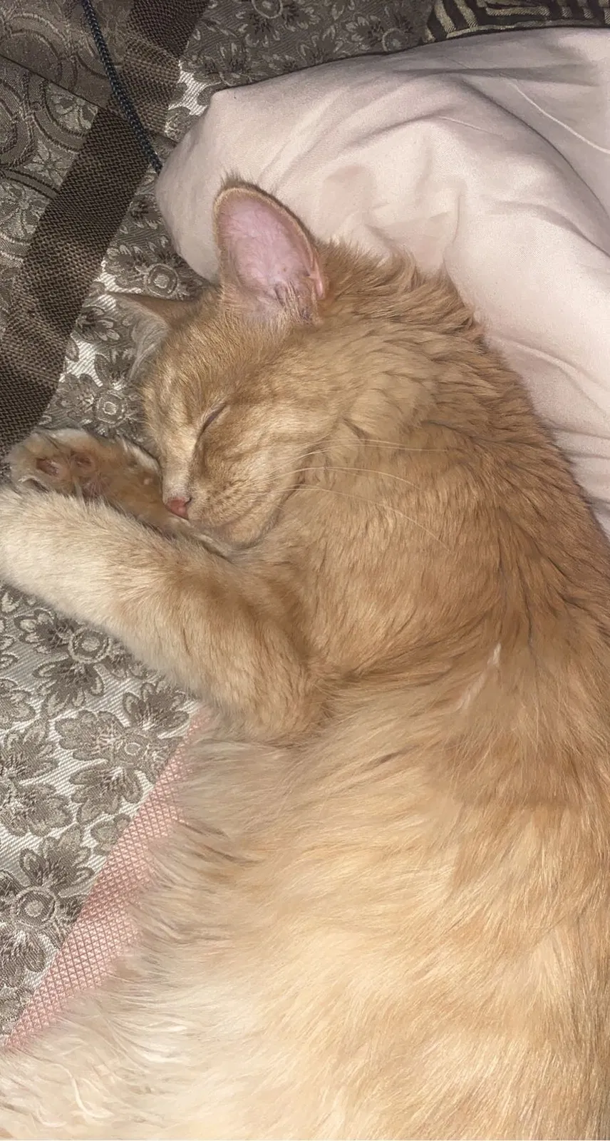Lost cat in Glendale, AZ, 85307