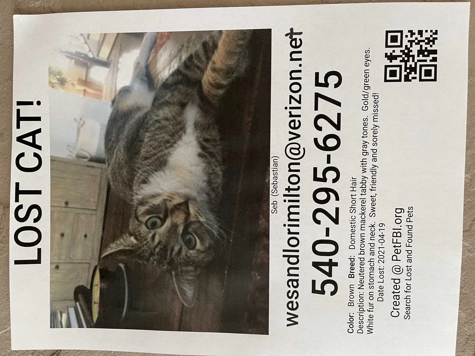 Lost cat in Fredericksburg, VA, 22407