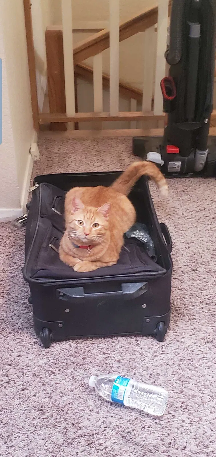 Lost cat in Reno, NV, 89509