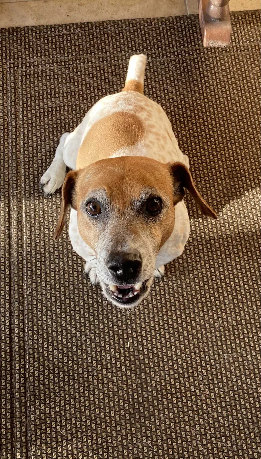 Lost dog in Hialeah, FL, 33014