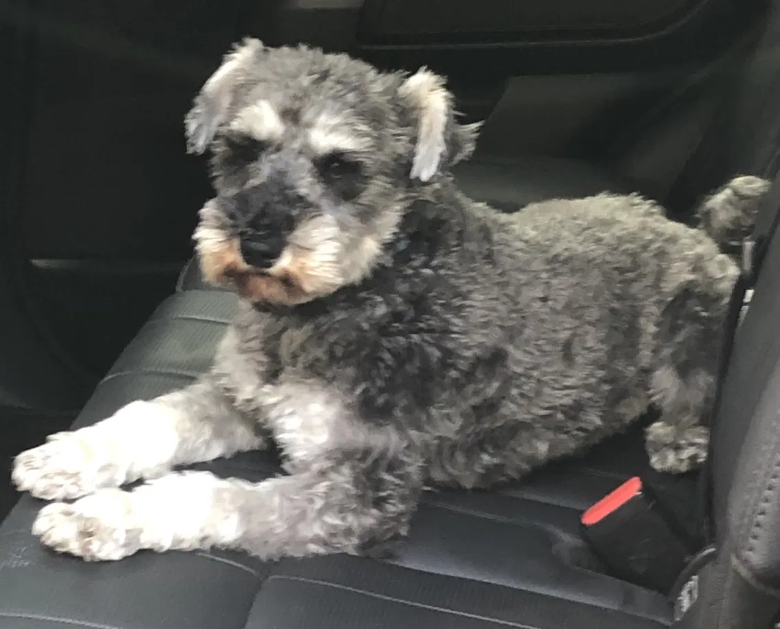 Lost dog in Westport, CT, 6880