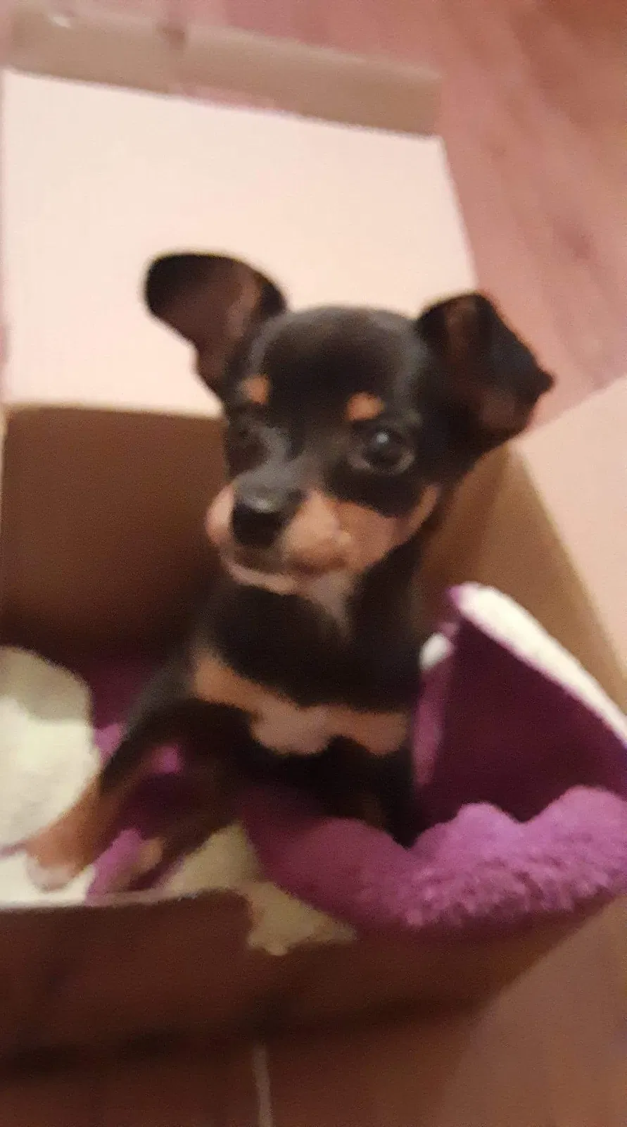 Lost dog in Dallas, TX, 75211