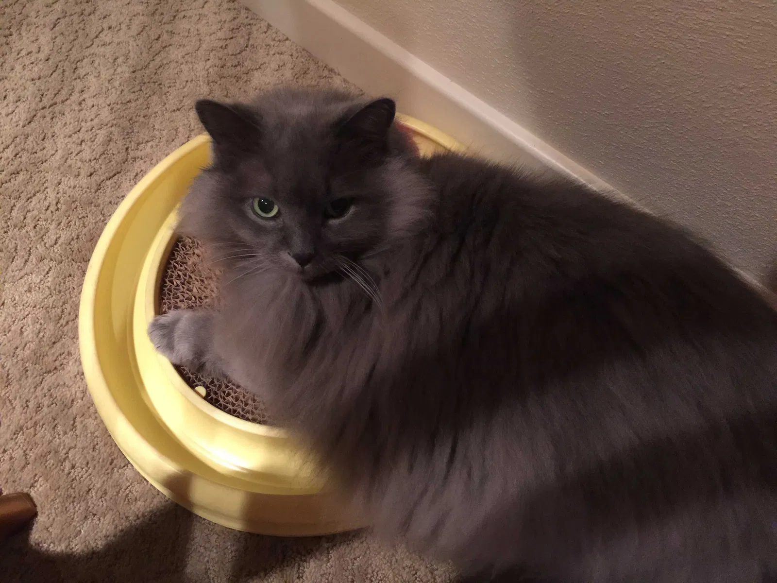 Lost cat in Binghamton, NY, 13905