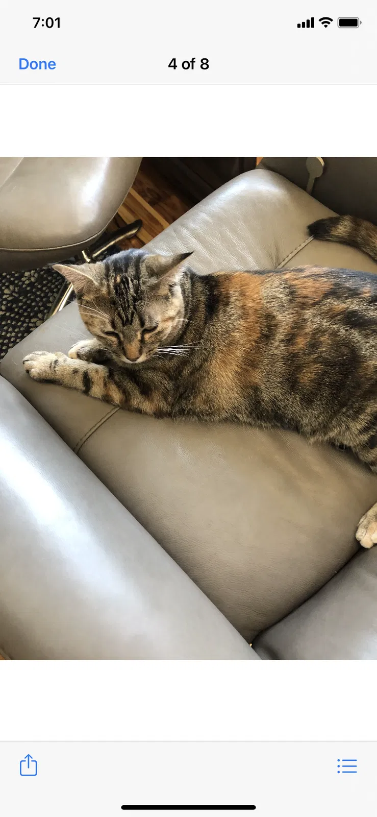Lost cat in Champlin, MN, 55316