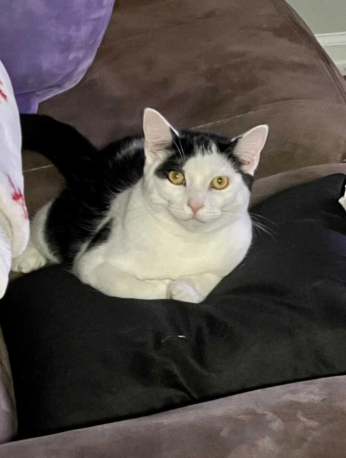 Lost cat in Gastonia, NC, 28054