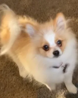 Lost dog in Salinas, CA, 93907