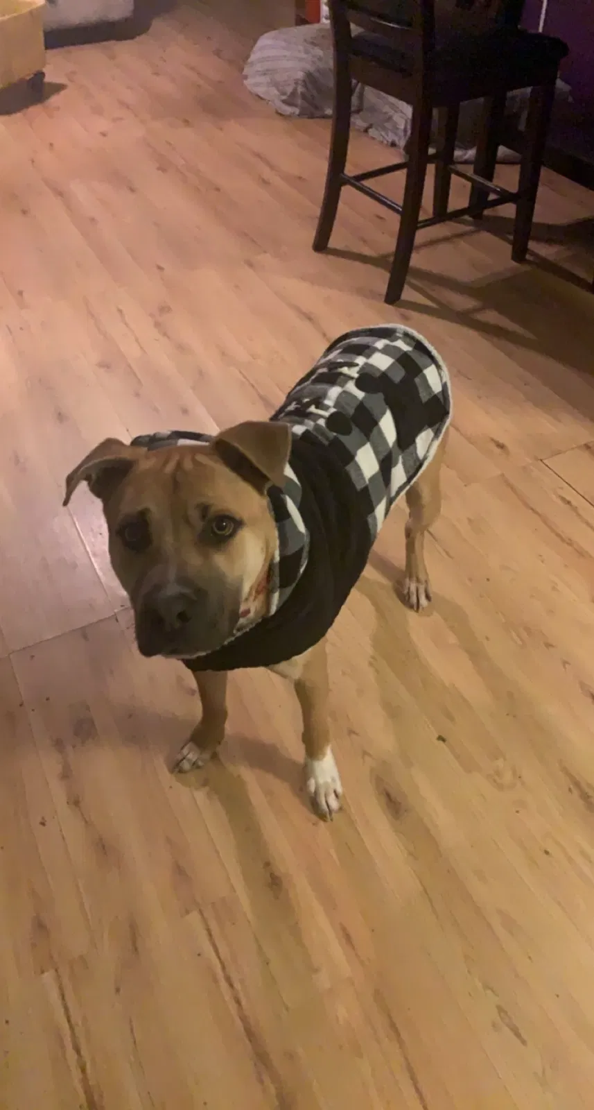 Lost dog in Lake City, TN, 37769