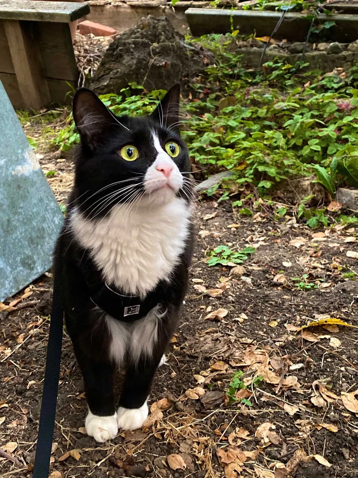 Lost cat in Moraga, CA, 94556