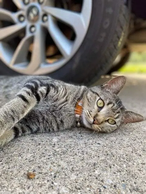 Lost cat in Fort Wayne, IN, 46835