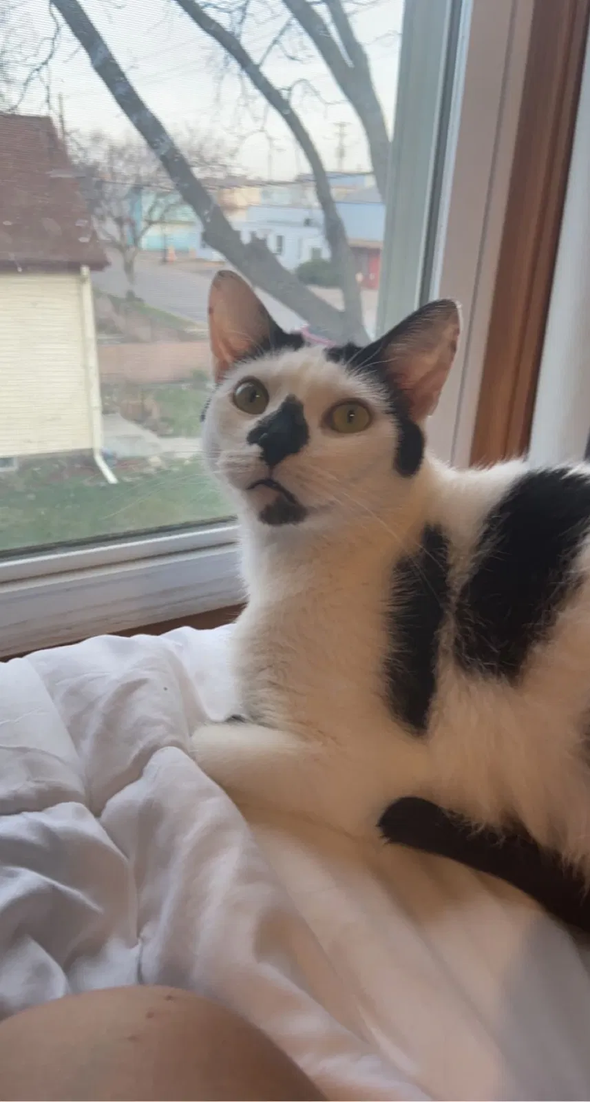 Lost cat in Saint Paul, MN, 55117