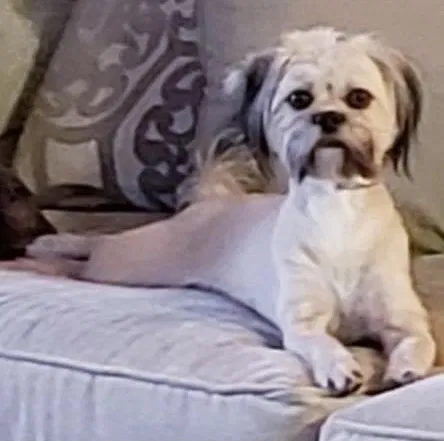 Lost dog in Wylie, TX, 75098