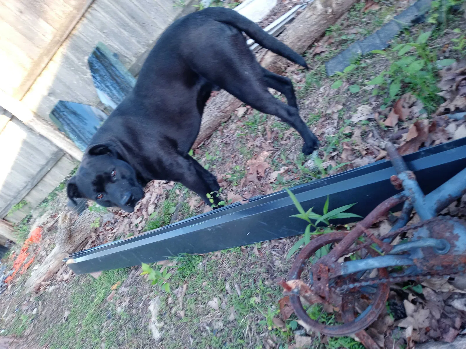 Lost dog in Shepherdsville, KY, 40165