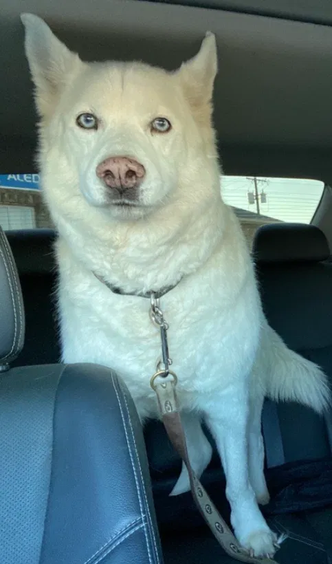 Lost dog in Weatherford, TX, 76086