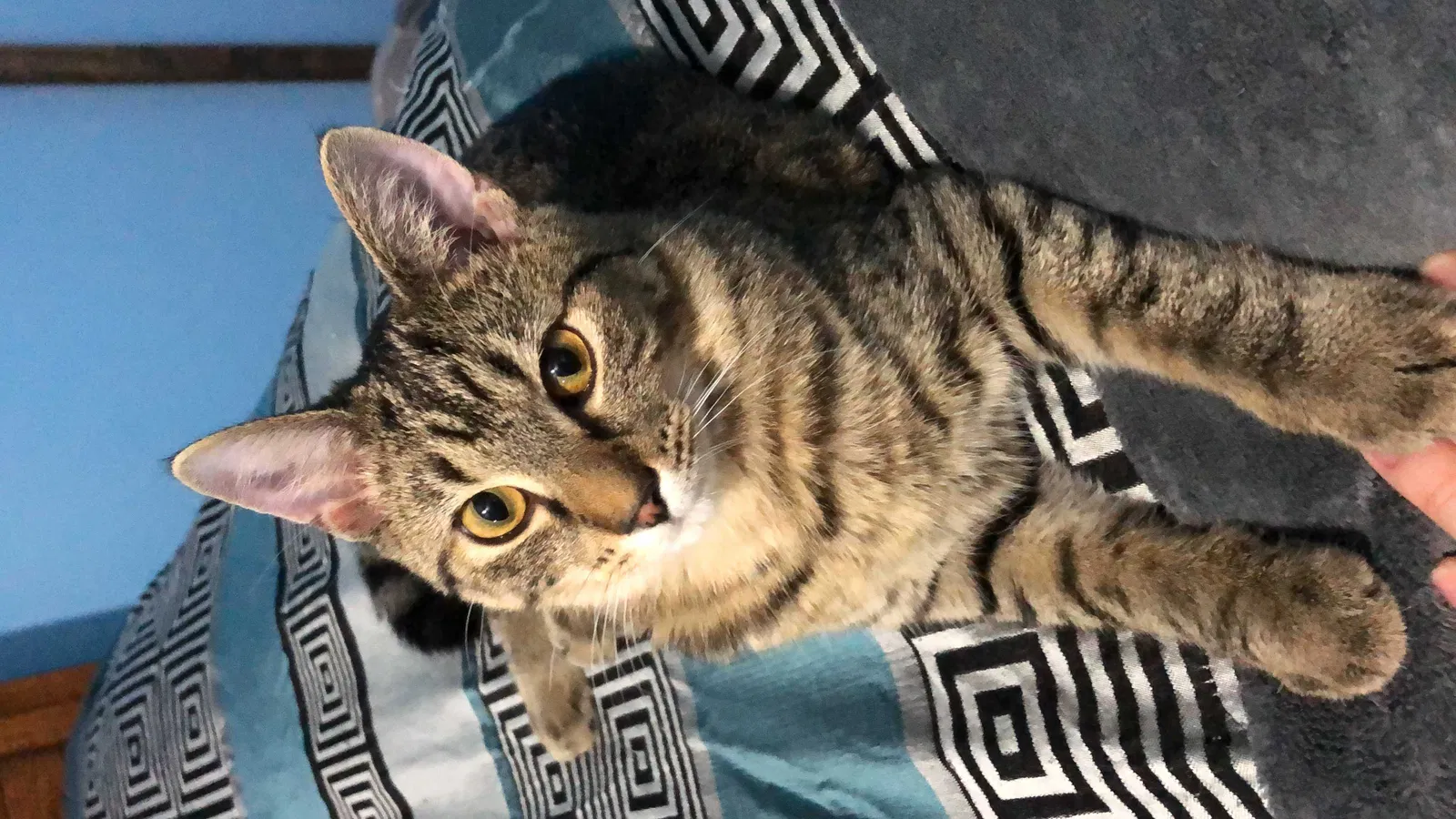 Lost cat in Paint Lick, KY, 40461