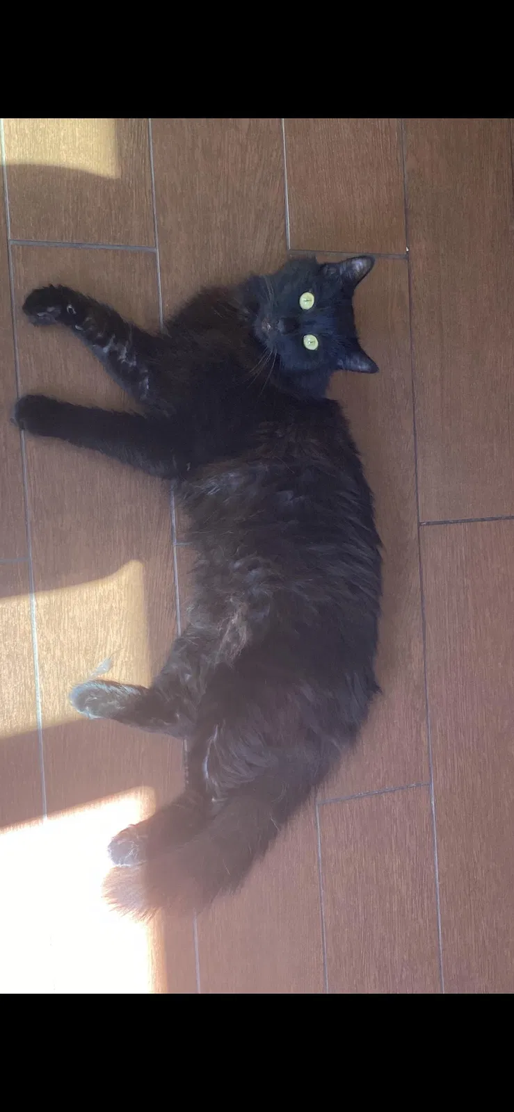 Lost cat in Sacramento, CA, 95841
