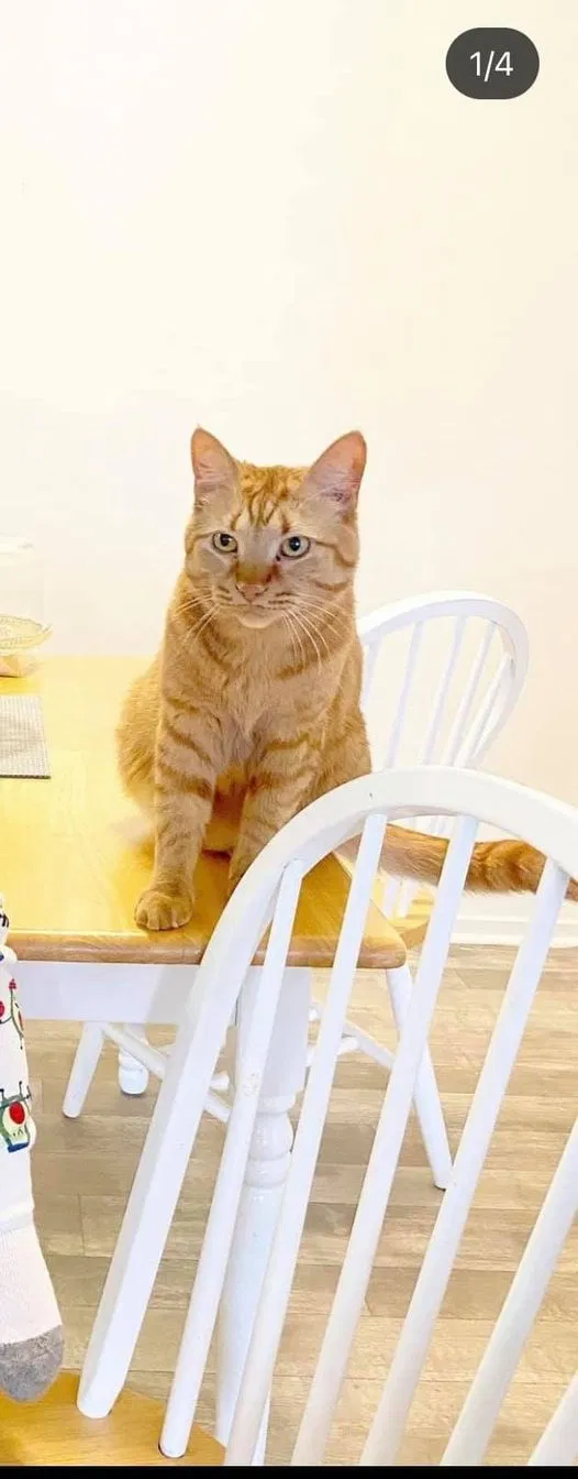 Lost cat in Lake Orion, MI, 48359
