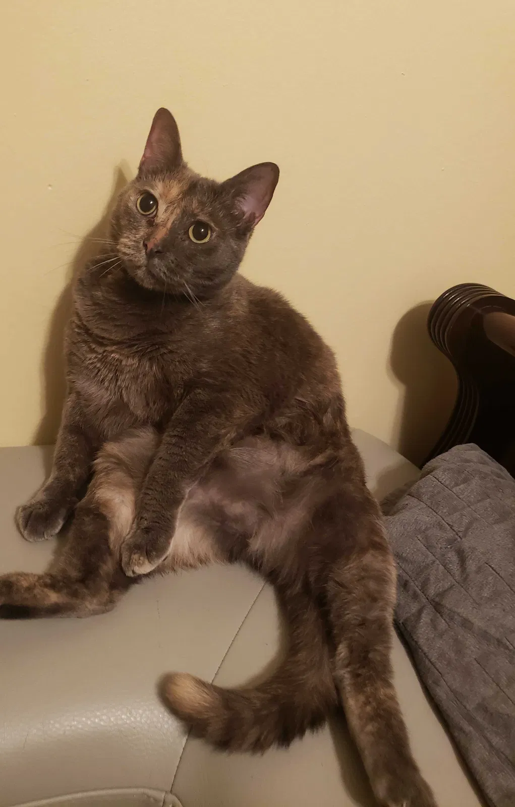 Lost cat in Graham, NC, 27253