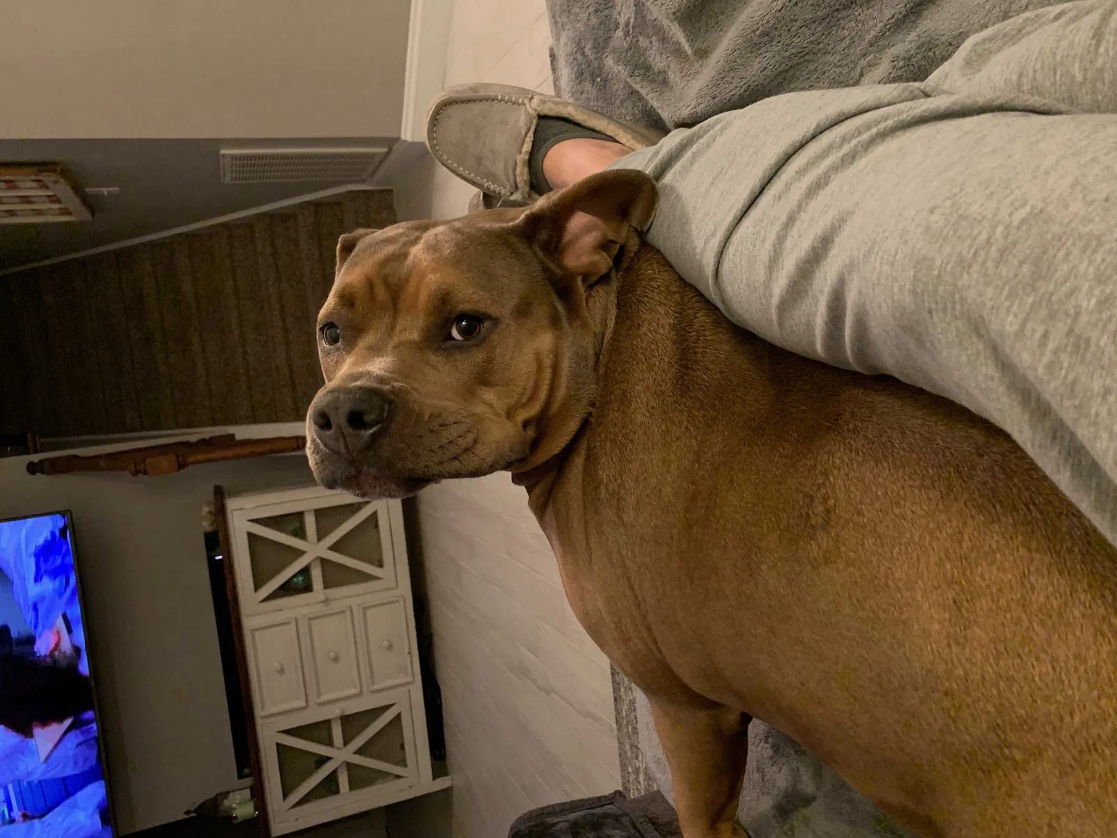 Lost dog in Lancaster, SC, 29720