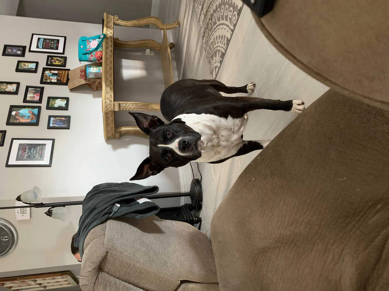 Lost dog in Lancaster, SC, 29720