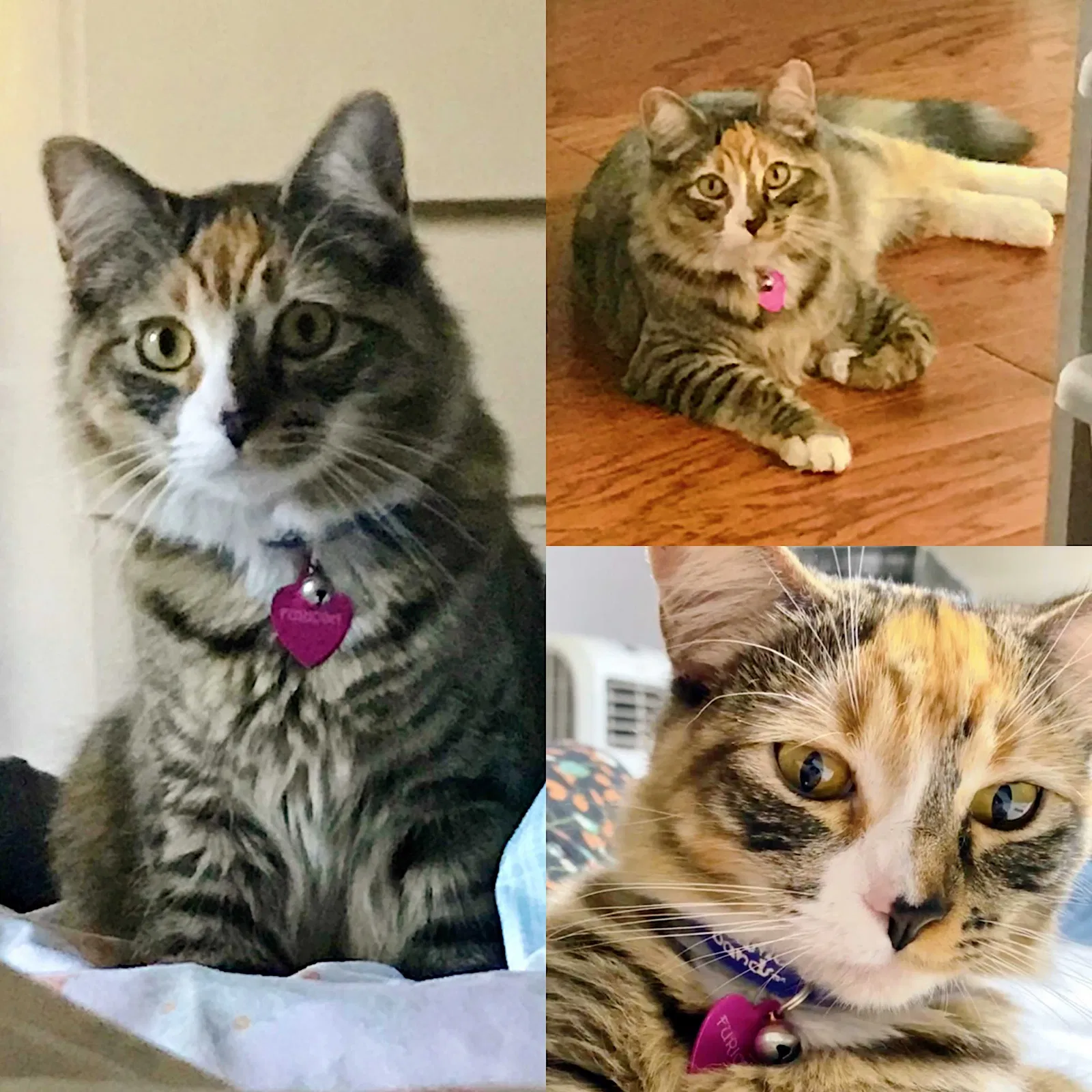 Lost cat in Stanton, CA, 90680