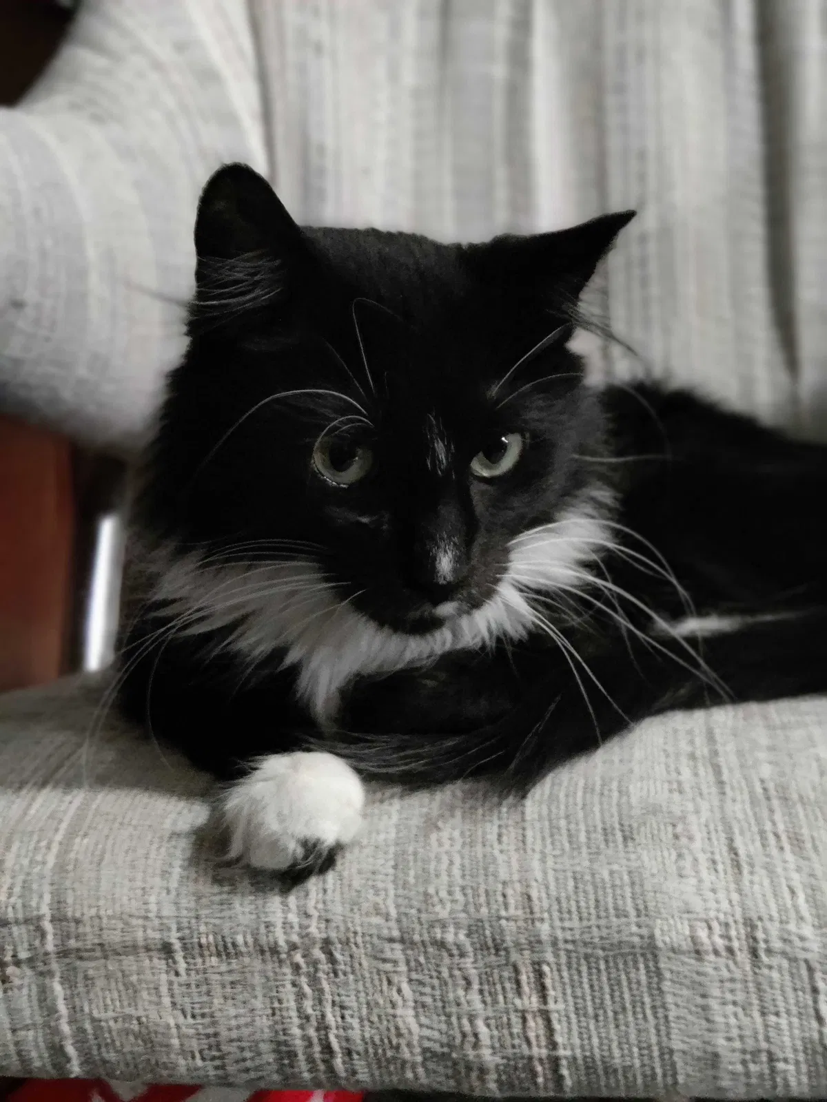 Lost cat in Clarksville, TN, 37042
