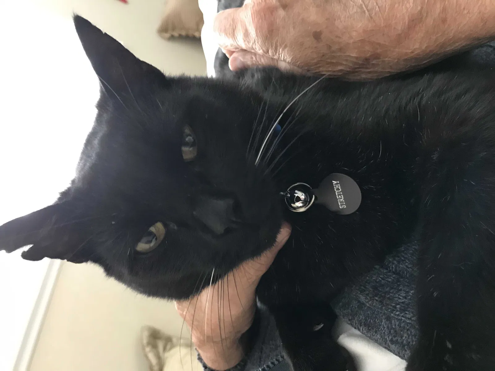Lost cat in Rowland Heights, CA, 91748