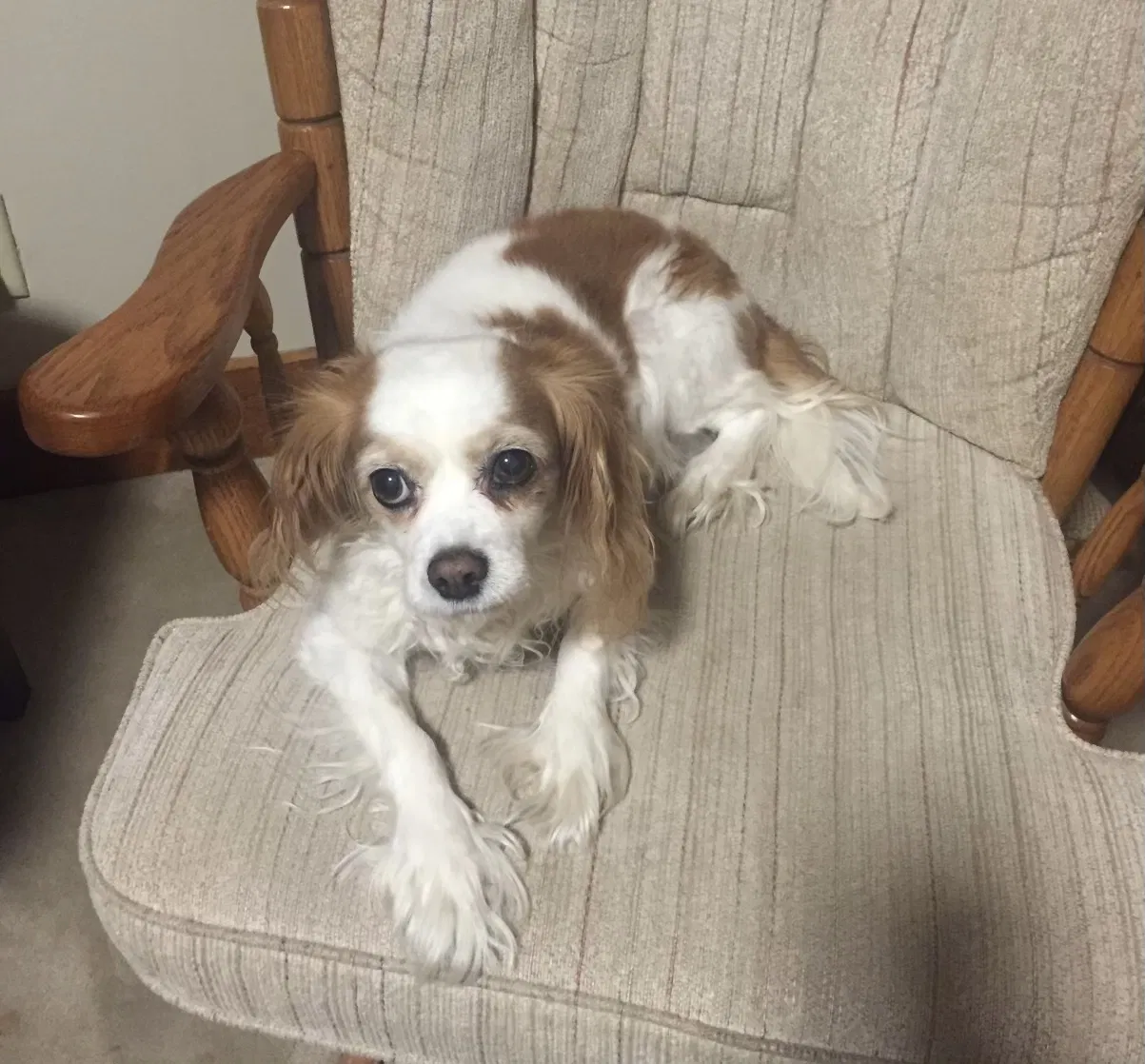 Lost dog in Somerset, WI, 54025