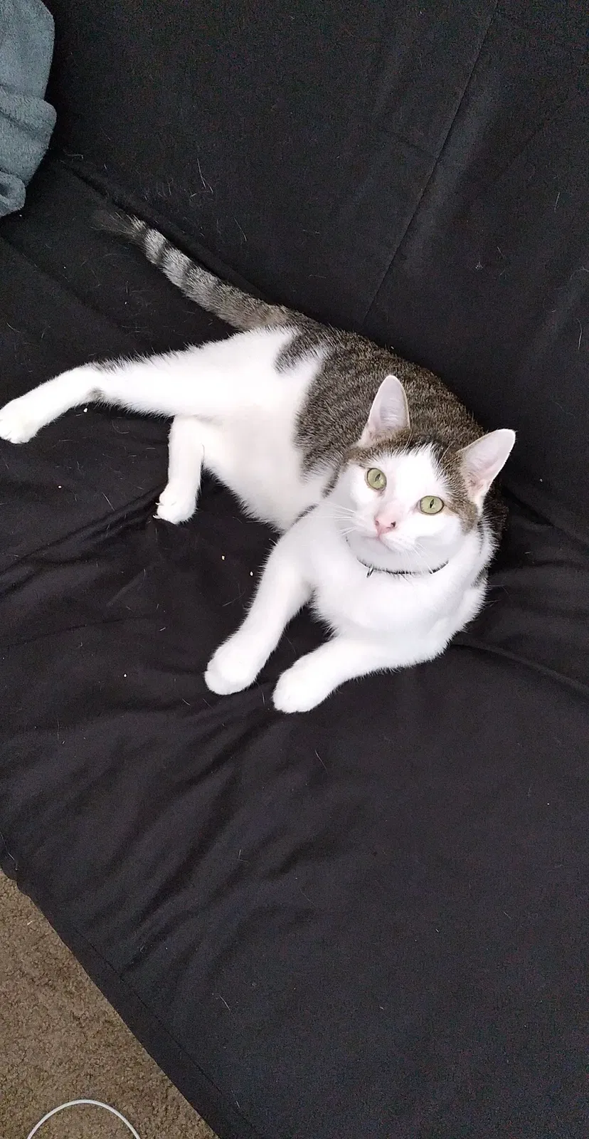 Lost cat in Whitewater, WI, 53190