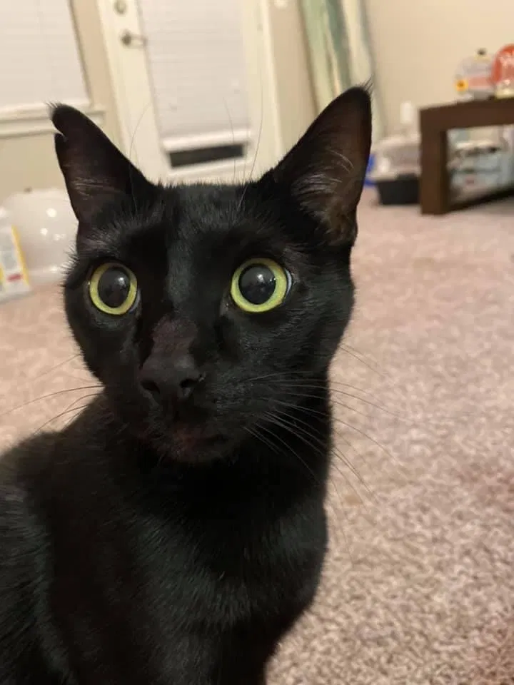 Lost cat in Corpus Christi, TX, 78414
