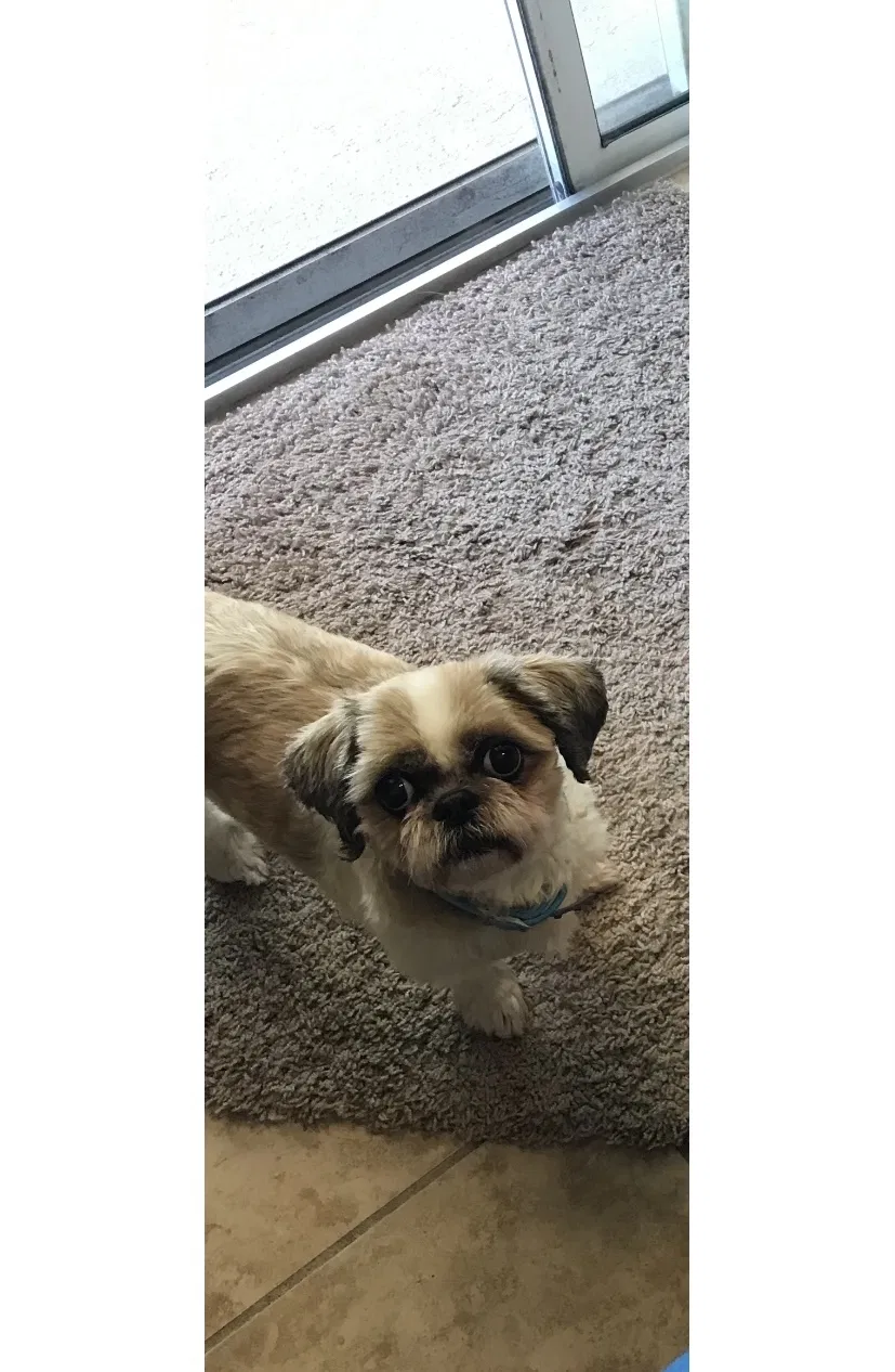 Lost dog in Davenport, FL, 33896