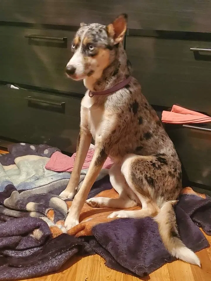 Lost dog in Bluffton, IN, 46714