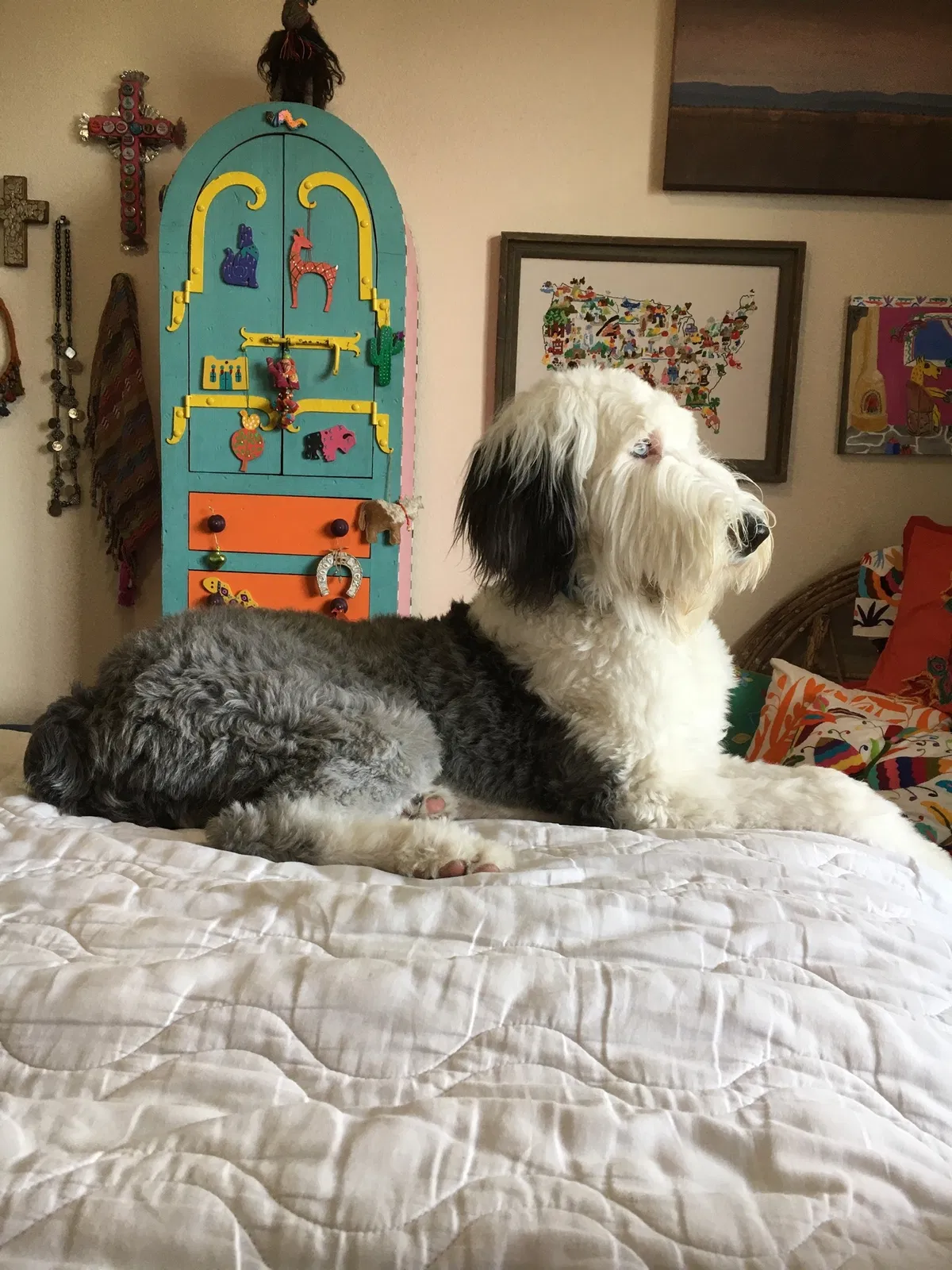 Lost dog in Santa Fe, NM, 87506