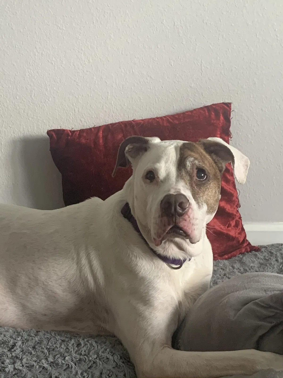 Lost dog in Tallahassee, FL, 32304