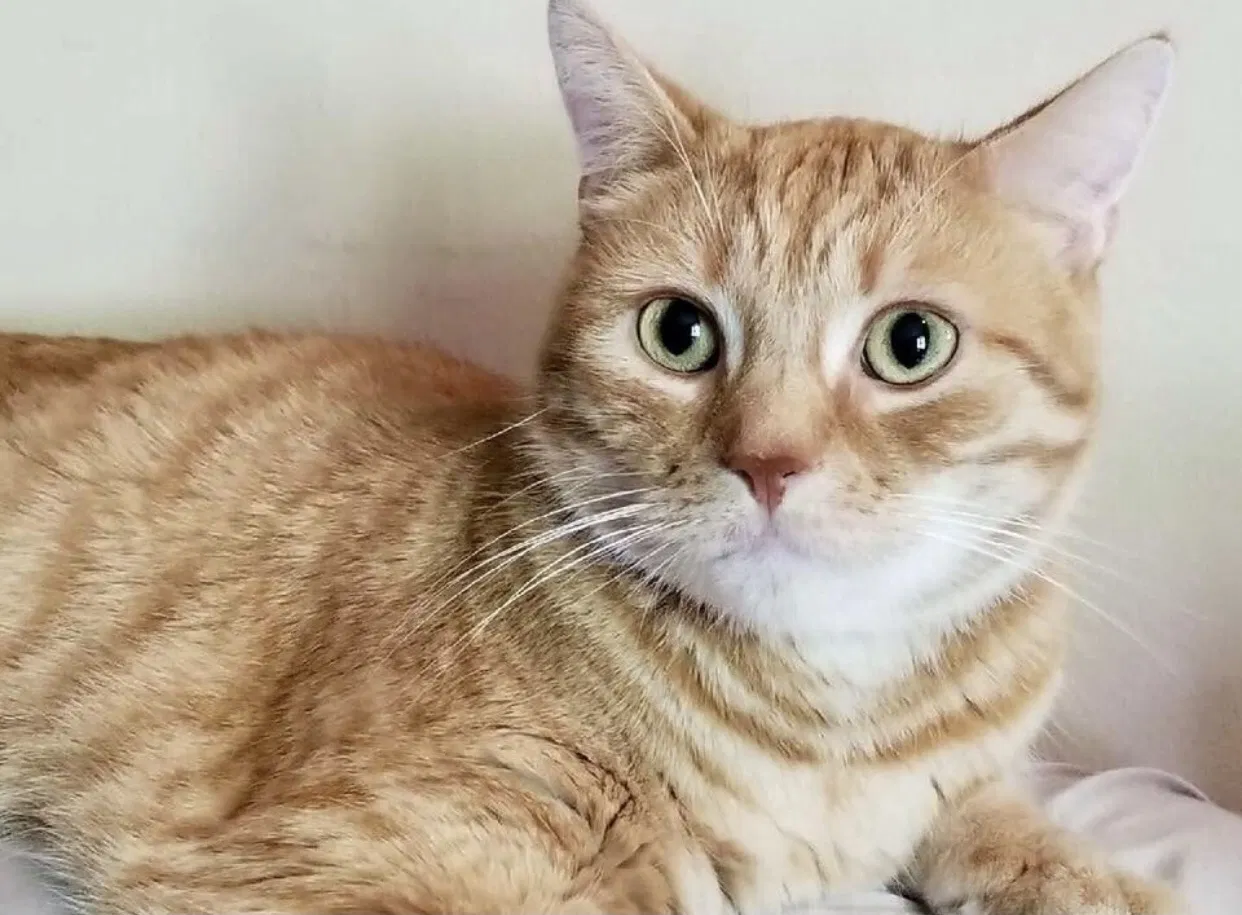 Found cat in Dover, NH, 3820