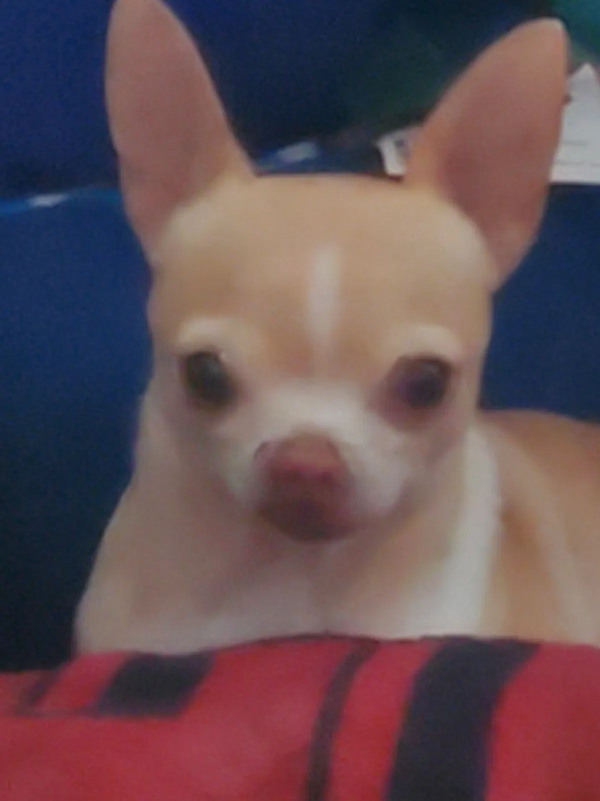 Lost dog in Gaston, SC, 29053