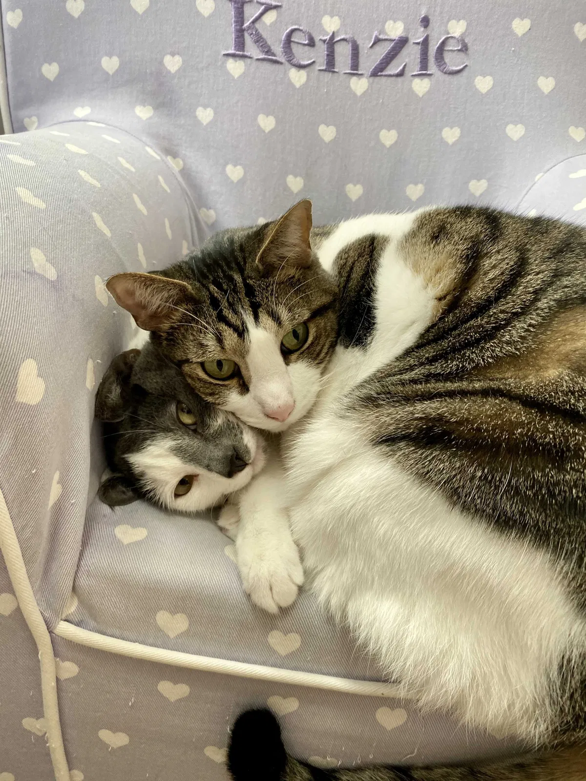 Lost cat in Reading, PA, 19605