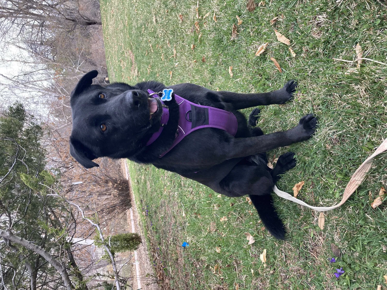 Lost dog in Fort Collins, CO, 80526