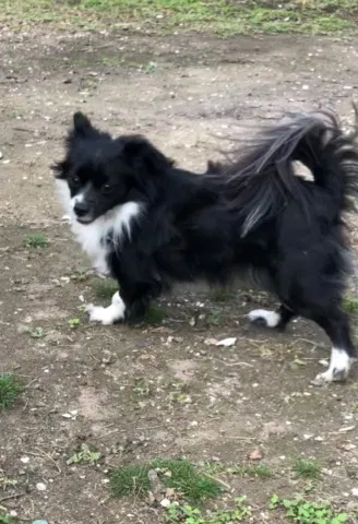 Lost dog in Houston, TX, 77064