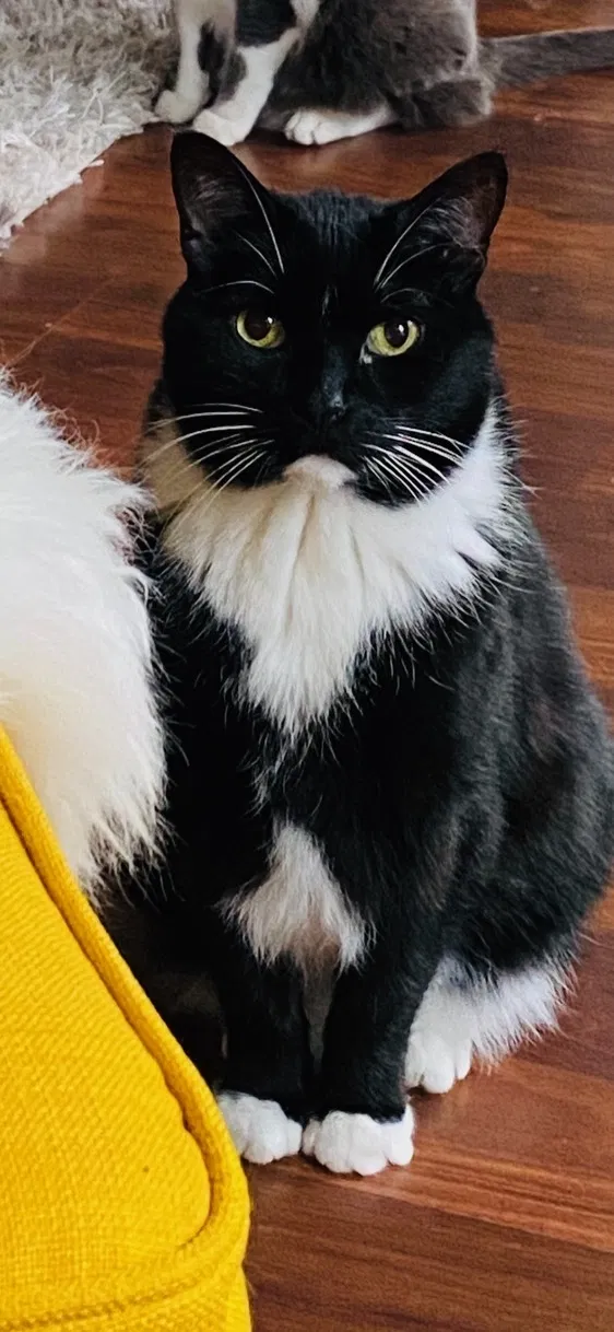 Lost cat in Minneapolis, MN, 55406