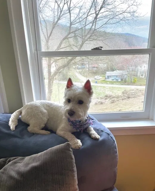 Lost dog in Elgin, SC, 29045