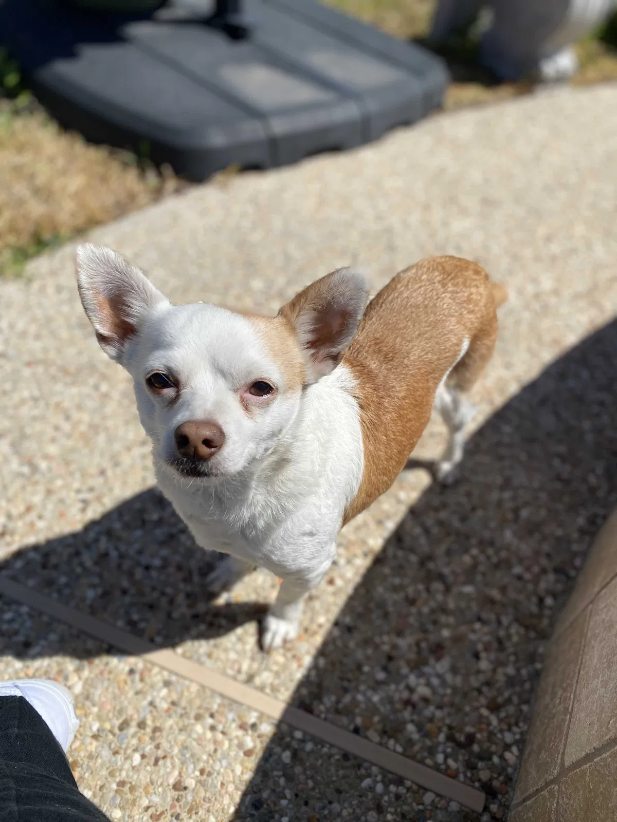 Lost dog in Friendswood, TX, 77546