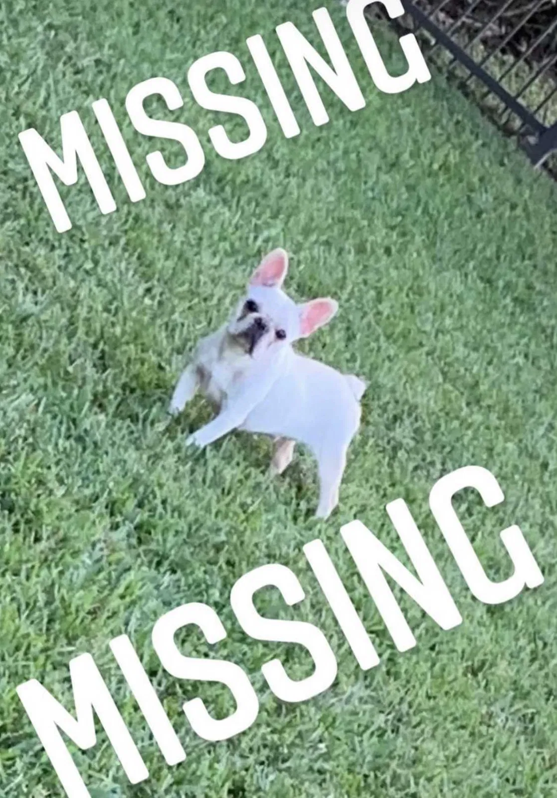 Lost dog in Miami, FL, 33193