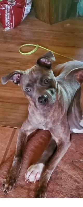 Lost dog in Noble, OK, 73068