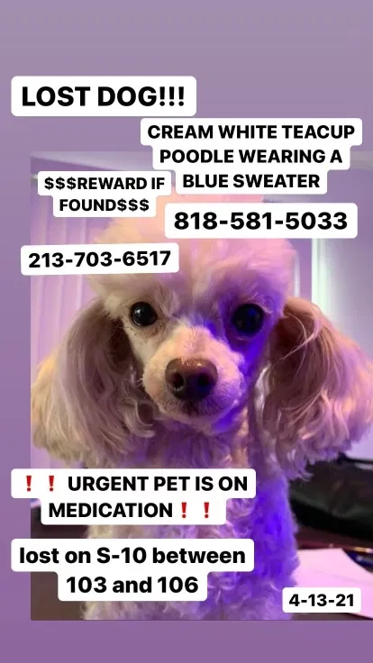 Lost dog in Littlerock, CA, 93543