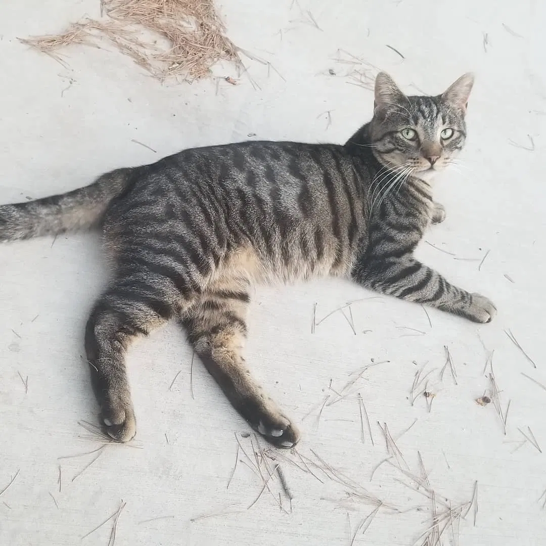 Lost cat in Hemet, CA, 92545