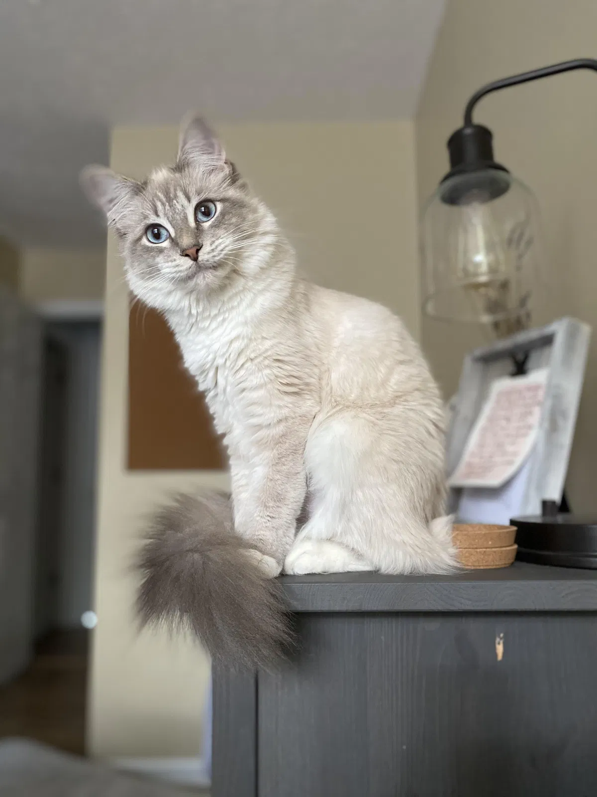 Lost cat in Pinehurst, NC, 28374