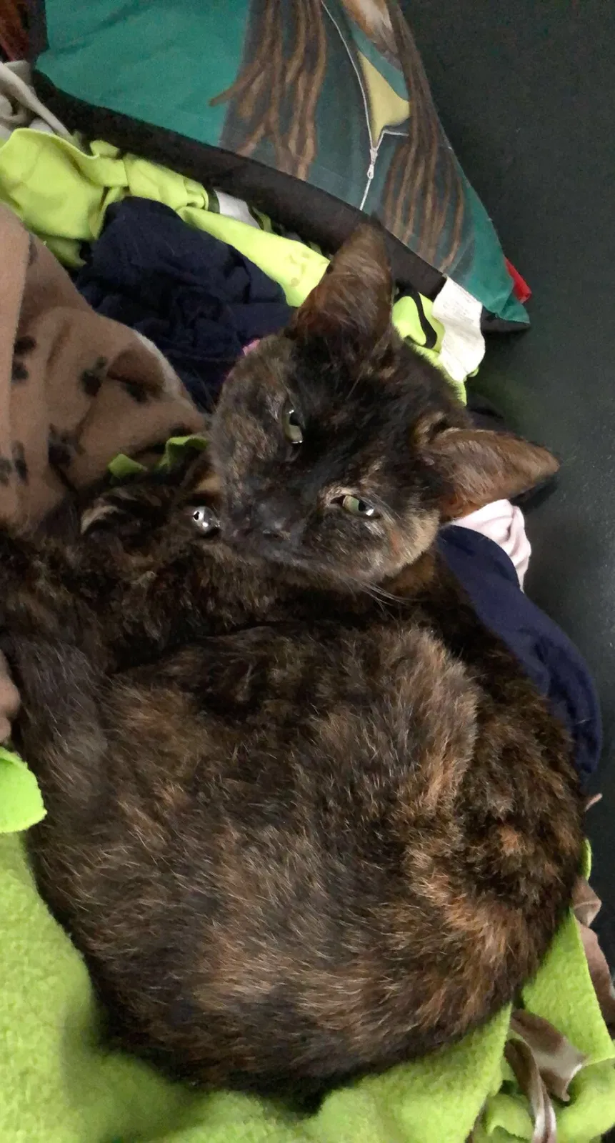Lost cat in Covington, TN, 38019
