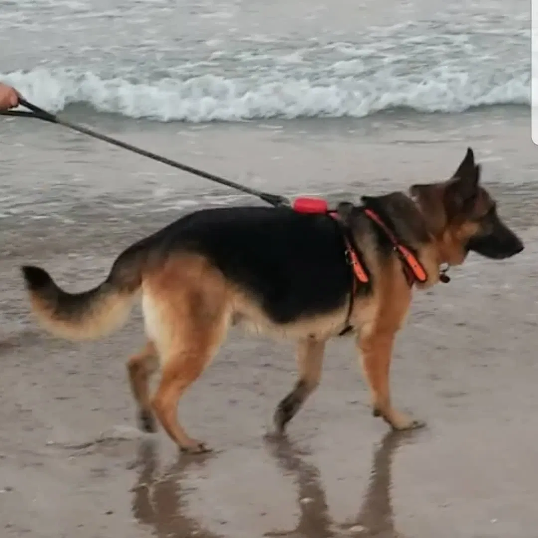 Lost dog in Donna, TX, 78537