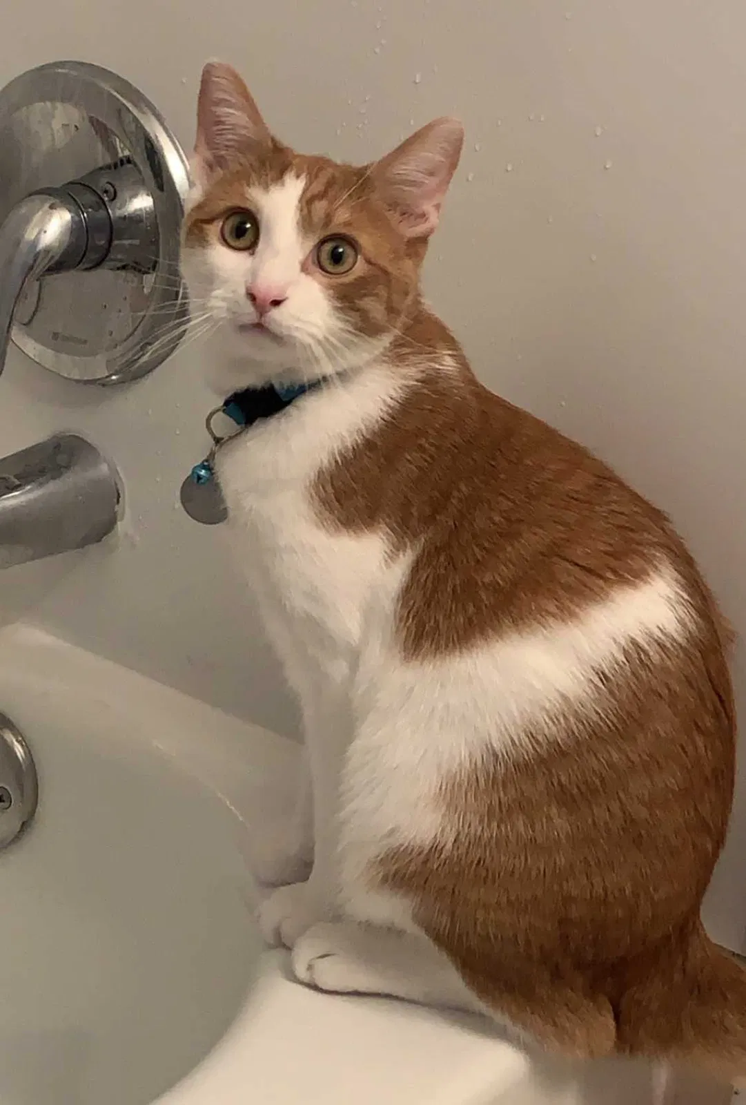 Lost cat in Columbus, OH, 43227